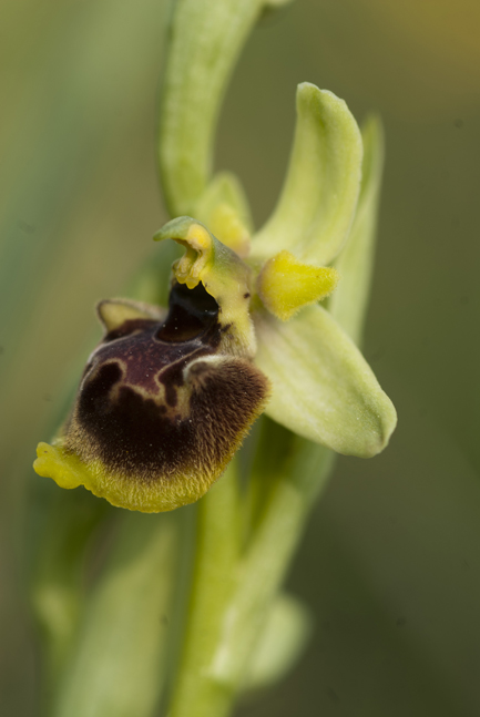 Ophrys dalla Lucania